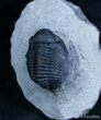 Beautiful Gerastos Trilobite From Morocco (ON EBAY) #2075-2
